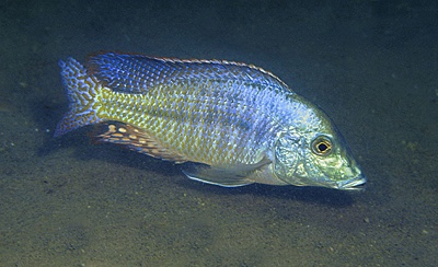 Lethrinops sp. 'longipinnis ntekete' Ntekete